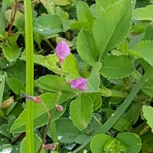 Meet your Posher, Niurka